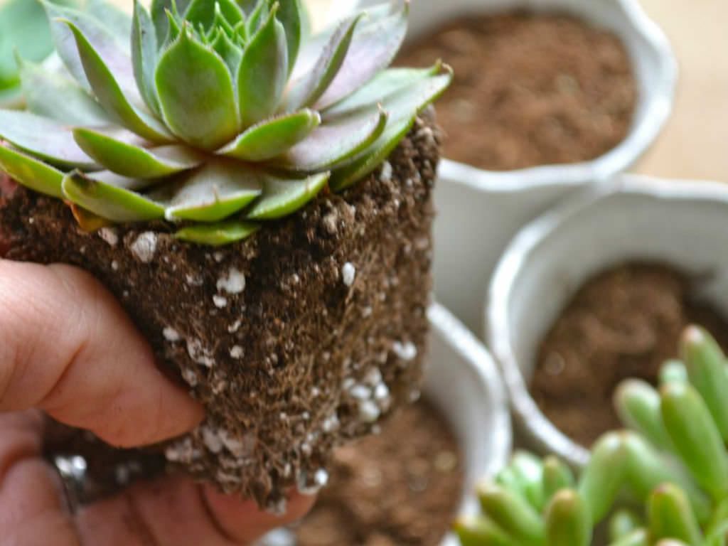 Get The Features For Soil Succulent Here