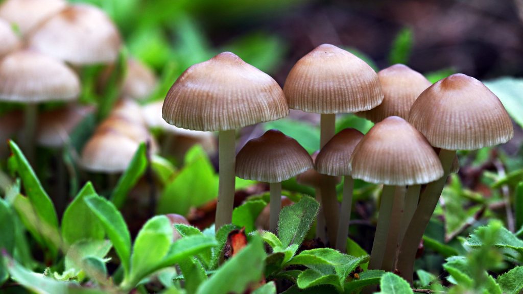 Experts approved the consumption of magic mushroom (champignon magique) in the country