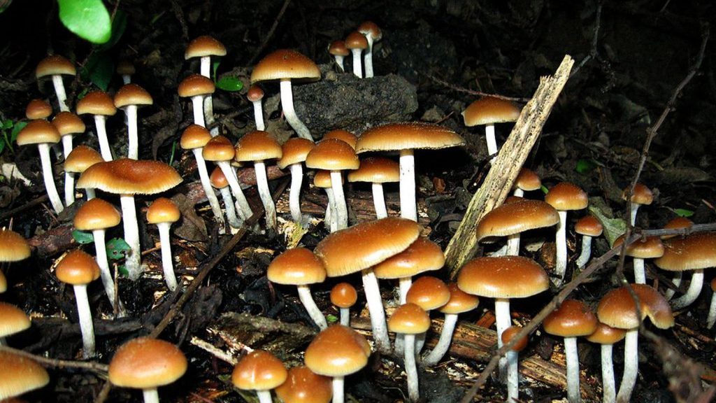 The Shrooms and facts you didn’t know about