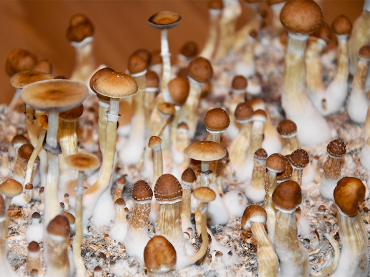Find highly trusted shrooms online