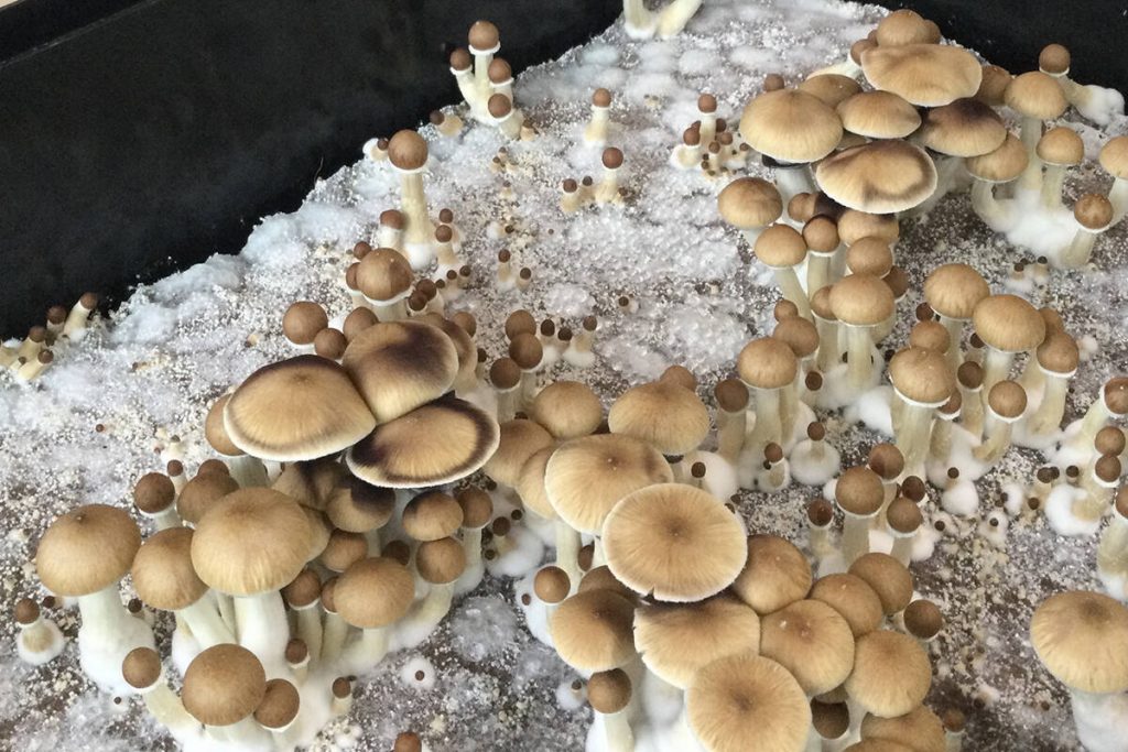 Can you break the habit of smoking with shrooms?